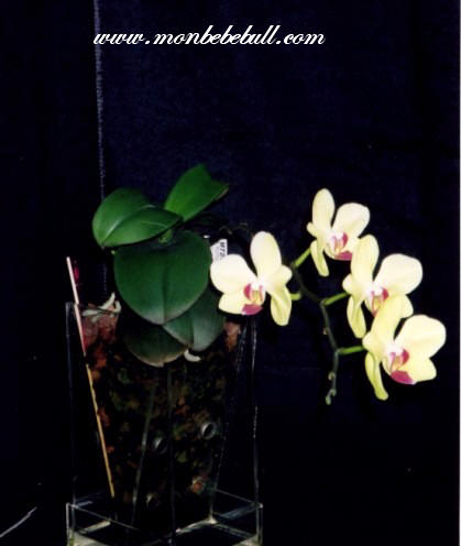 Phalaenopsis 6.jpg